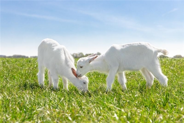 含铁高又好吸收的奶粉：专家推荐佳贝艾特悦白 