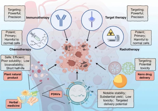 独家视角丨黄芪植物源性细胞外囊泡如何通过多靶点协同调控重建骨代谢的动态平衡 
