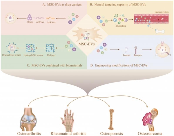 独家视角丨黄芪植物源性细胞外囊泡如何通过多靶点协同调控重建骨代谢的动态平衡 