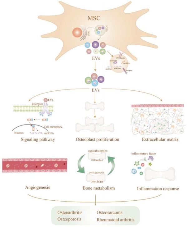 独家视角丨黄芪植物源性细胞外囊泡如何通过多靶点协同调控重建骨代谢的动态平衡 