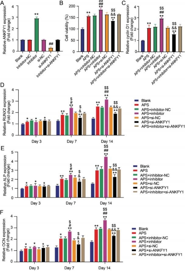 独家视角丨黄芪植物源性细胞外囊泡如何通过多靶点协同调控重建骨代谢的动态平衡 