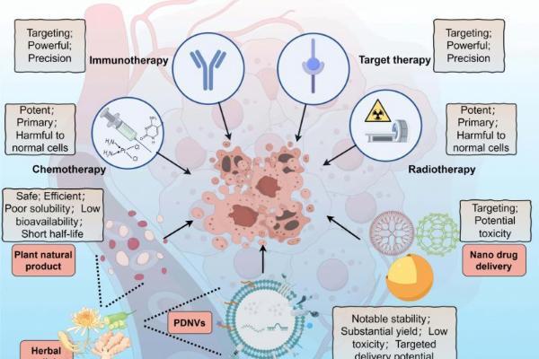 独家视角丨黄芪植物源性细胞外囊泡如何通过多靶点协同调控重建骨代谢的动态平衡 