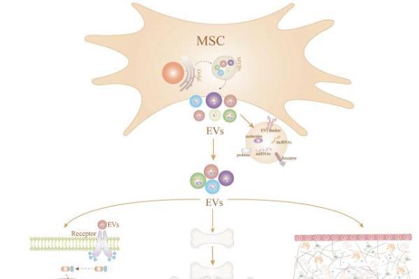 独家视角丨黄芪植物源性细胞外囊泡如何通过多靶点协同调控重建骨代谢的动态平衡 