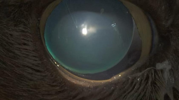 安安宠医上海汪汪小公馆分院成功救治猫罕见恶性青光眼 