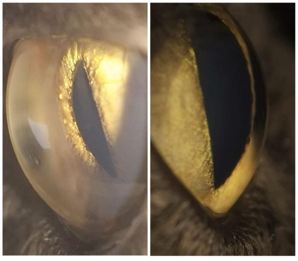 安安宠医上海汪汪小公馆分院成功救治猫罕见恶性青光眼 