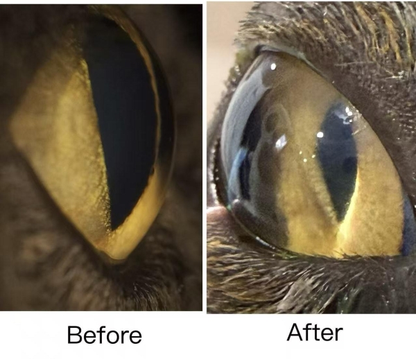 安安宠医上海汪汪小公馆分院成功救治猫罕见恶性青光眼 