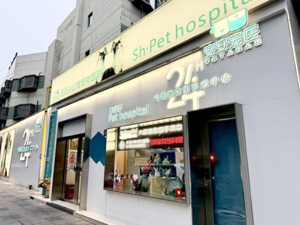 安安宠医上海汪汪小公馆分院成功救治猫罕见恶性青光眼 