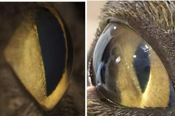 安安宠医上海汪汪小公馆分院成功救治猫罕见恶性青光眼 