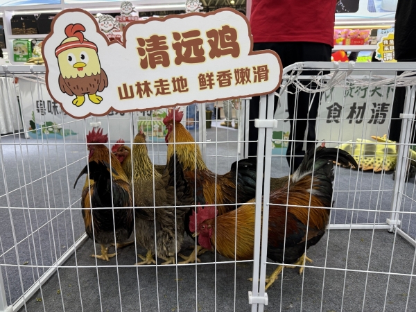 京东生鲜定养模式落地清远 清远市携手京东发布《京东清远跑步鸡标准》 