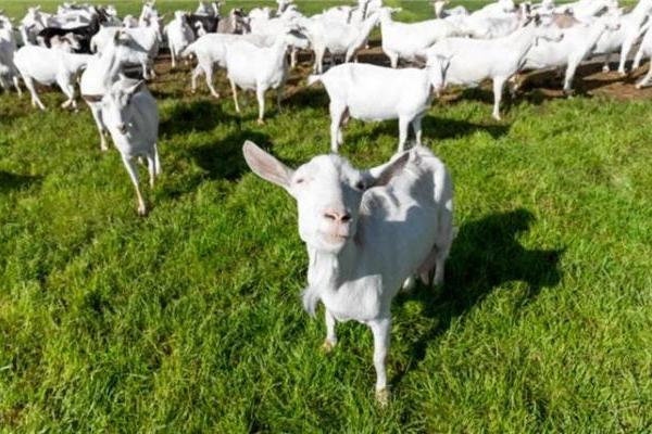 3段奶粉推荐 |好吸收+长个子，选羊奶粉还是牛奶粉？ 