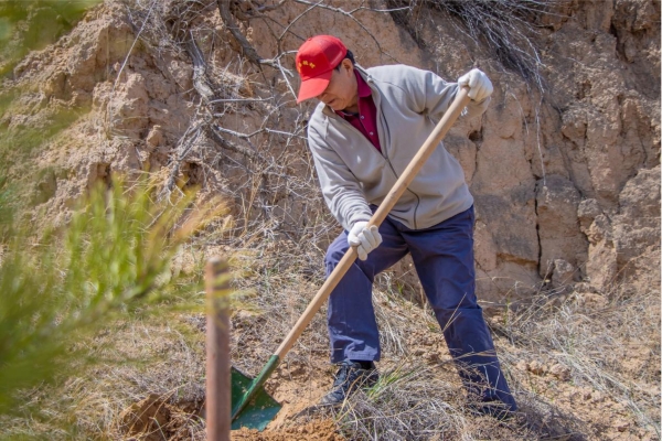 春风拂绿蔚州，14年坚守再添千株新松