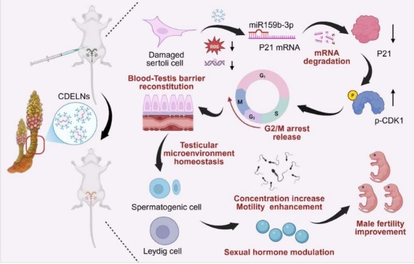 机制探究丨肉苁蓉植物源性细胞外囊泡通过miR159b-3p靶向P21/CDK1通路调控发挥促睾及保护作用 