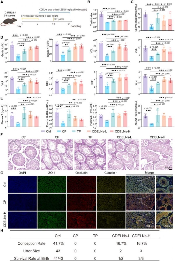 机制探究丨肉苁蓉植物源性细胞外囊泡通过miR159b-3p靶向P21/CDK1通路调控发挥促睾及保护作用 