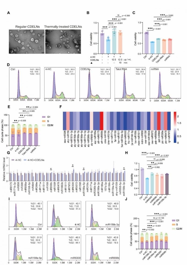 机制探究丨肉苁蓉植物源性细胞外囊泡通过miR159b-3p靶向P21/CDK1通路调控发挥促睾及保护作用 