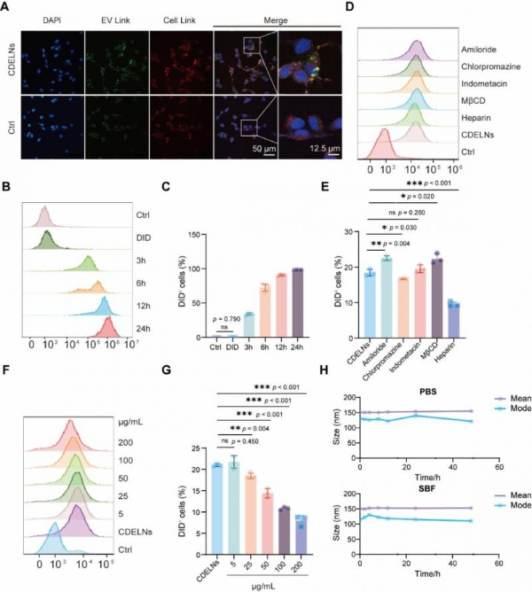 机制探究丨肉苁蓉植物源性细胞外囊泡通过miR159b-3p靶向P21/CDK1通路调控发挥促睾及保护作用 
