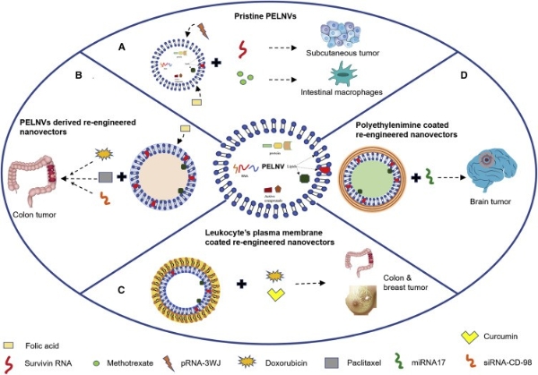 机制探究丨肉苁蓉植物源性细胞外囊泡通过miR159b-3p靶向P21/CDK1通路调控发挥促睾及保护作用 