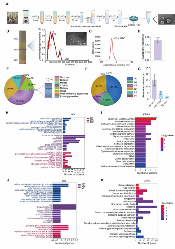 机制探究丨肉苁蓉植物源性细胞外囊泡通过miR159b-3p靶向P21/CDK1通路调控发挥促睾及保护作用 