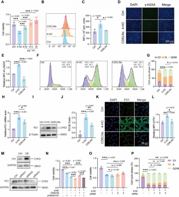 机制探究丨肉苁蓉植物源性细胞外囊泡通过miR159b-3p靶向P21/CDK1通路调控发挥促睾及保护作用 