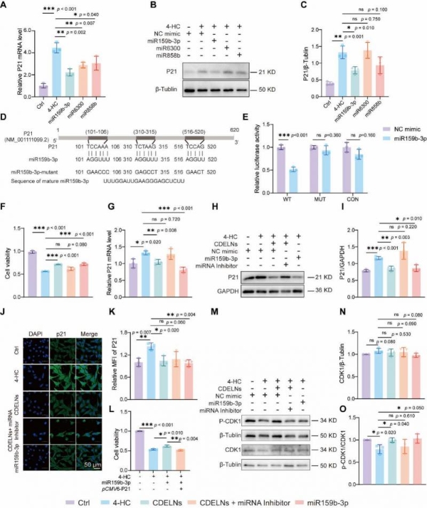 机制探究丨肉苁蓉植物源性细胞外囊泡通过miR159b-3p靶向P21/CDK1通路调控发挥促睾及保护作用 