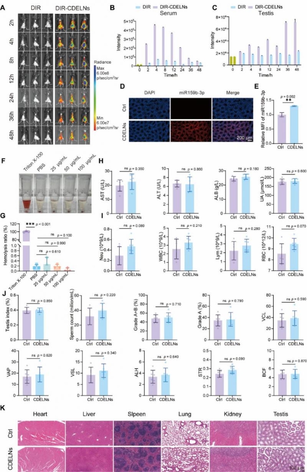 机制探究丨肉苁蓉植物源性细胞外囊泡通过miR159b-3p靶向P21/CDK1通路调控发挥促睾及保护作用 