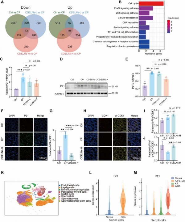 机制探究丨肉苁蓉植物源性细胞外囊泡通过miR159b-3p靶向P21/CDK1通路调控发挥促睾及保护作用 