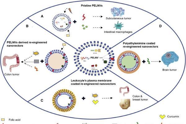 机制探究丨肉苁蓉植物源性细胞外囊泡通过miR159b-3p靶向P21/CDK1通路调控发挥促睾及保护作用 