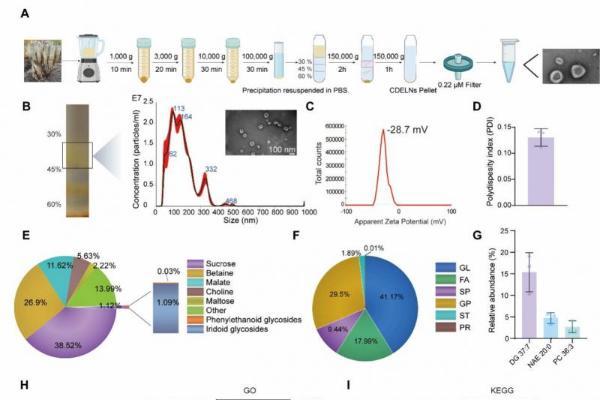 机制探究丨肉苁蓉植物源性细胞外囊泡通过miR159b-3p靶向P21/CDK1通路调控发挥促睾及保护作用 