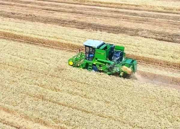 麦熟一季不等人，王健坤带着机队把收割时间卡得刚刚好 