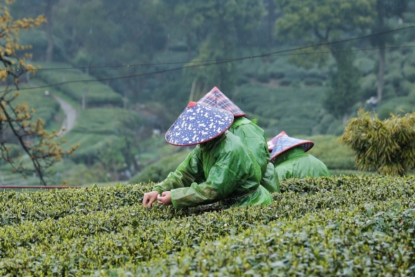 续写千年《茶经》：美的冷柜以科技守护春茶本味 