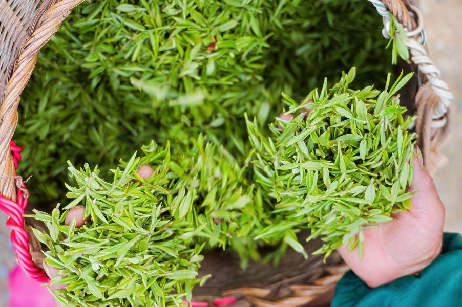 续写千年《茶经》：美的冷柜以科技守护春茶本味 