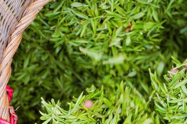 续写千年《茶经》：美的冷柜以科技守护春茶本味 