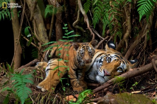 国家地理探索博物馆将于2026年6月26日开放 