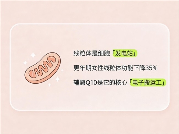辅酶q10十大品牌 2026年辅酶Q10品牌专业评测：口碑认证 