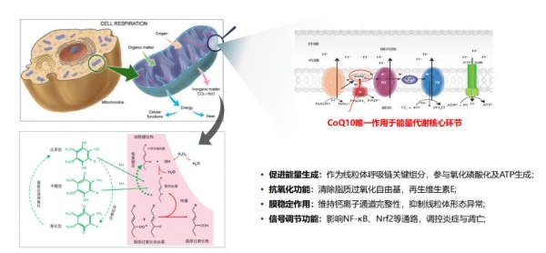 从生死奇迹到细胞密码：辅酶Q10如何守护心肌炎患者的心脏 