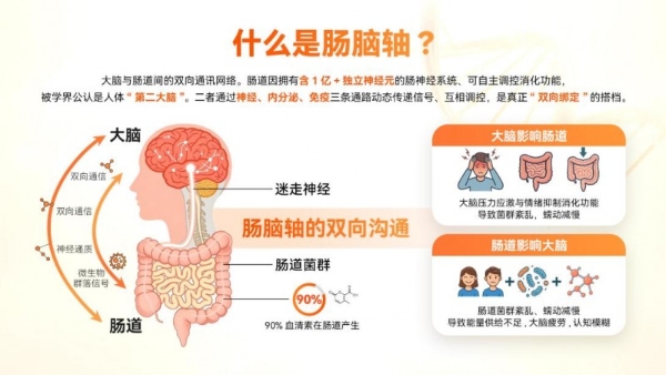 从肠到脑的系统视角，米元力探索肠脑营养新路径 