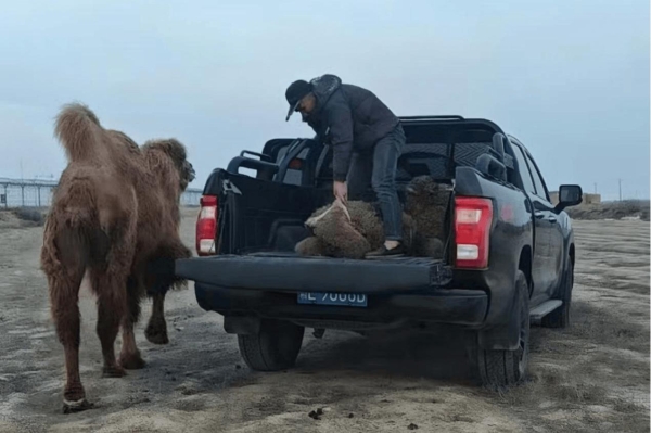 农资运输皮卡选车攻略｜福田火星7征服烂路 硬核护航农资配送 