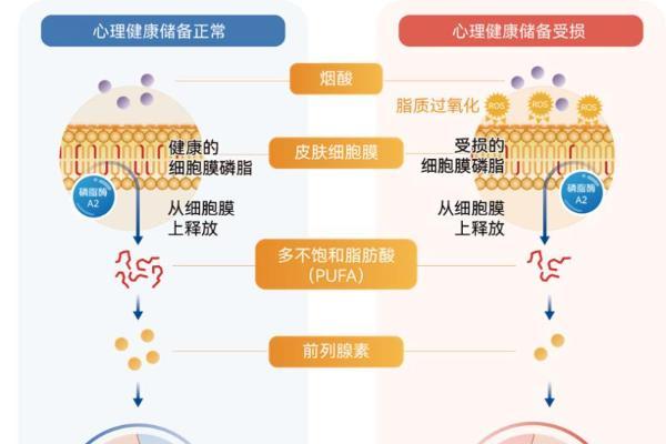 最新研究！烟酸皮肤反应测试有望提升大学生心理健康筛查效能 
