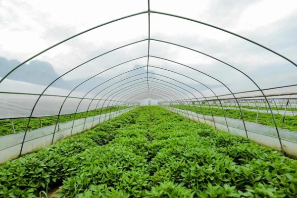 美思康宸溪皇薏湿茶上市十周年：以全产业链坚守诠释长期主义 