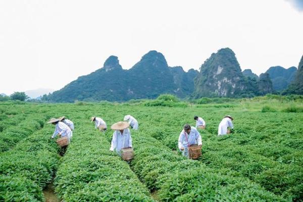 美思康宸溪皇薏湿茶上市十周年：以全产业链坚守诠释长期主义 