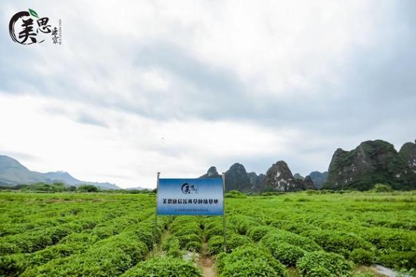 美思康宸溪皇薏湿茶上市十周年：以全产业链坚守诠释长期主义 