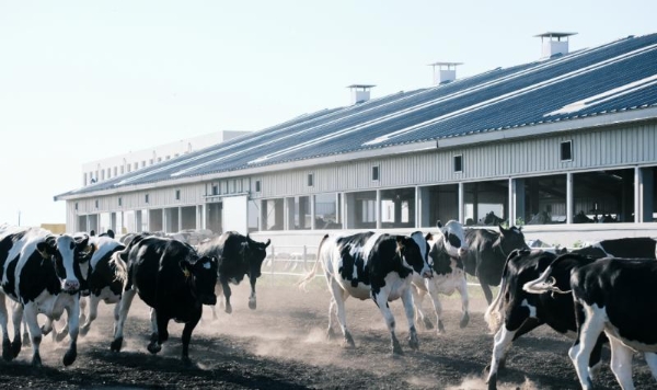 AI来养牛？认养一头牛以长期主义筑牢根基 