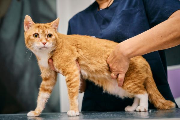 港城大：从猫到人类，开辟病毒致癌研究全新路径 