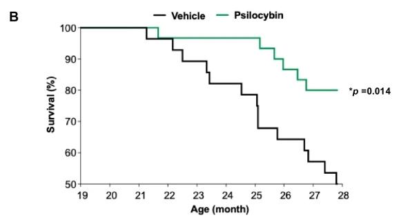 致幻蘑菇减少抑郁，提升寿命51%，替代产品已上市