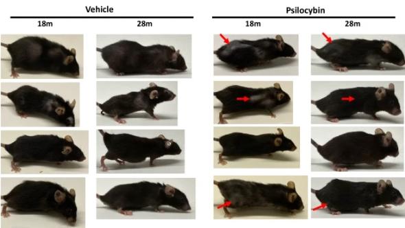 致幻蘑菇减少抑郁，提升寿命51%，替代产品已上市