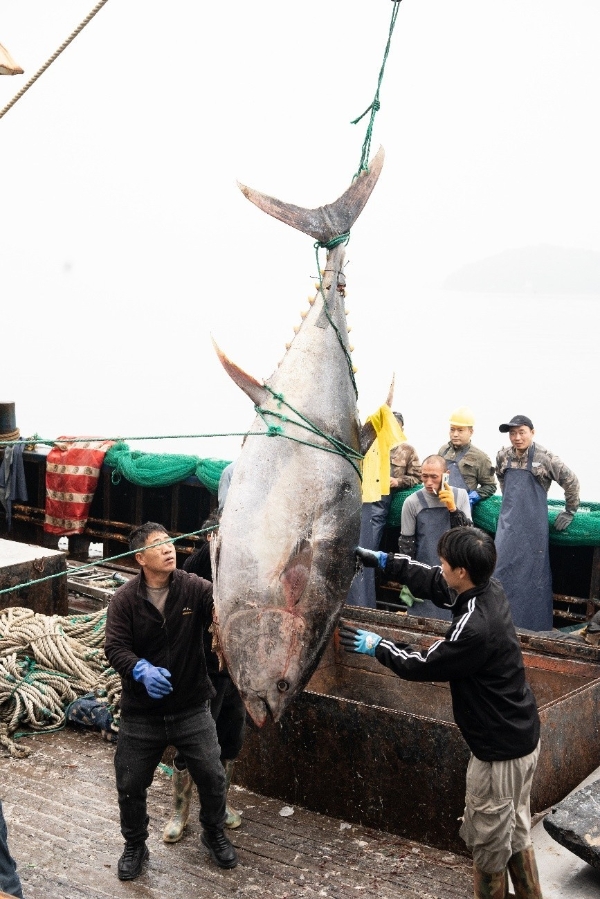 东海渔区连续现巨型金枪鱼，委托京东公益拍卖，4月15日晚8点京东见！