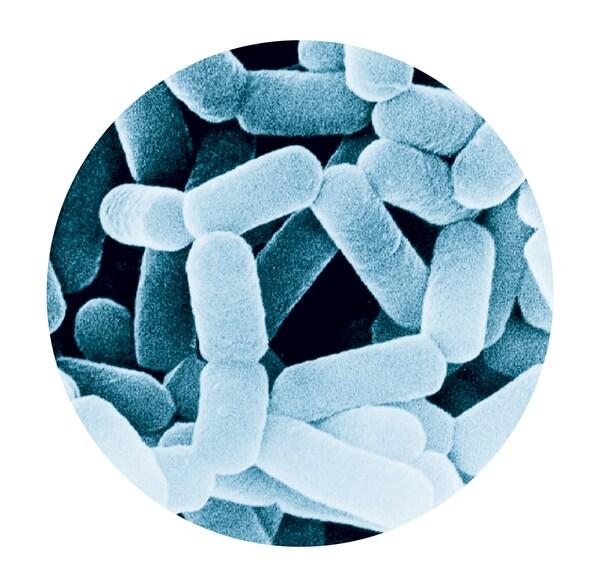 开启"芒"里抽闲新体验，养乐多芒果味新鲜上市 