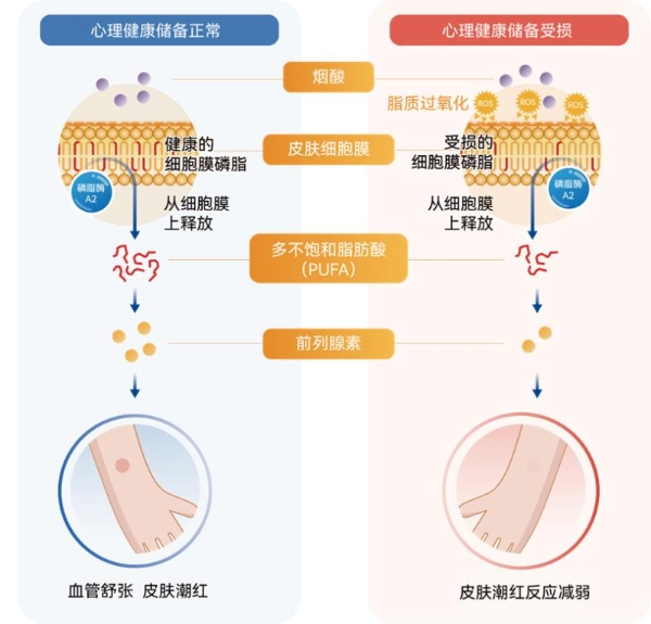 国自然支撑、重大专项：添音生物创始人万春玲团队提出基于脂质稳态的精神疾病认知障碍重要机制与干预新路径 