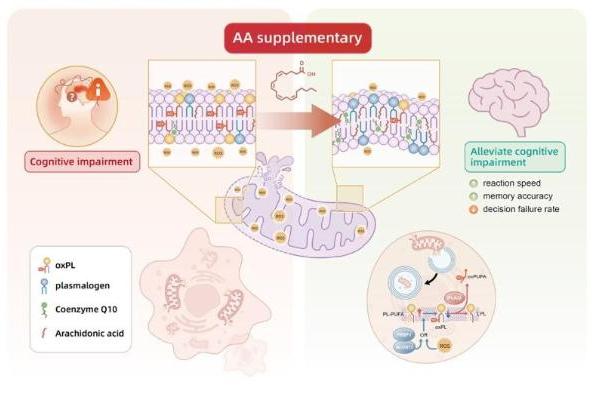 国自然支撑、重大专项：添音生物创始人万春玲团队提出基于脂质稳态的精神疾病认知障碍重要机制与干预新路径 