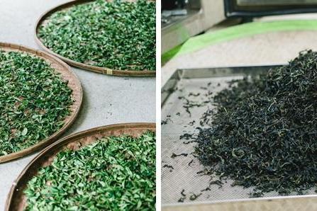 从“珠海王”到湾区品牌：甘杯奶茶19家门店新签，老牌茶饮的长期主义交出答卷 