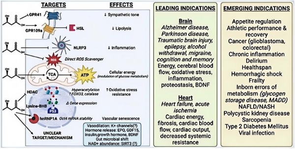 全球首部贝塔酸护脑白皮书落地 麦得发贝塔酸重构脑健康产业，领跑精准护脑商业化 
